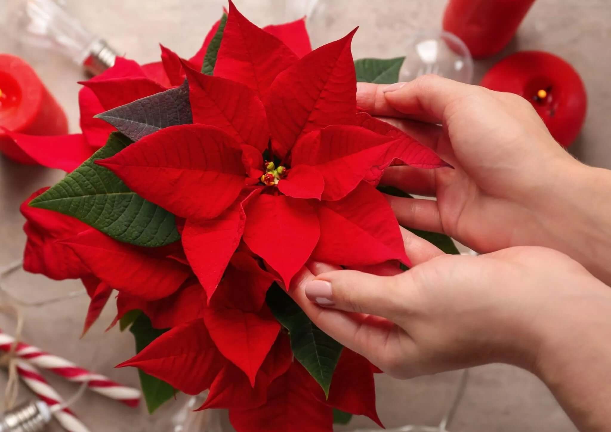 ¿CÓMO SE CONVIRTIERON LAS PASTORAS EN LA FLOR DE LA NAVIDAD? – Decorama